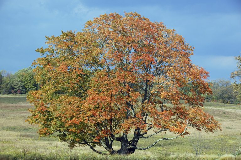 Sugar maple tree with leaves transitioning from green to orange