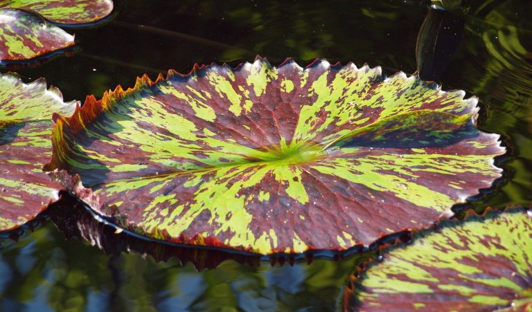 Purple and green water lily platters in a pond.