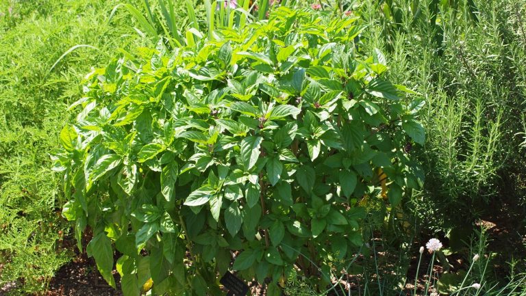 Herbs growing in a garden bed, featuring basil and rosemary.