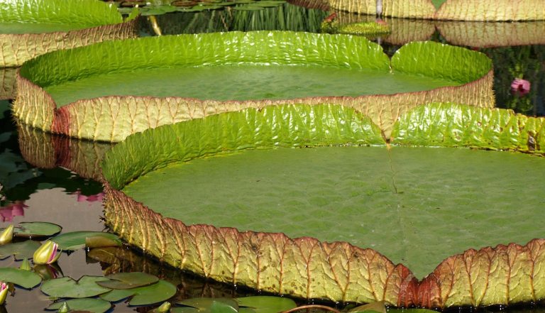 Large water platters growing in a waterlily pond.