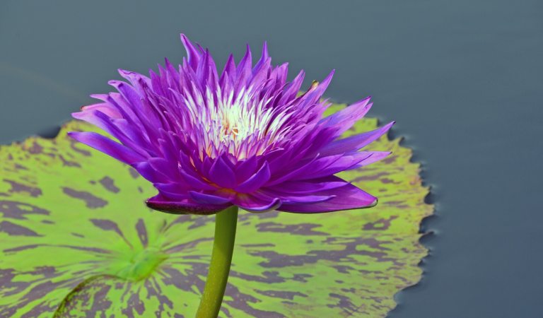 A bright purple water lily flower in front of a green and purple waterlily pad.