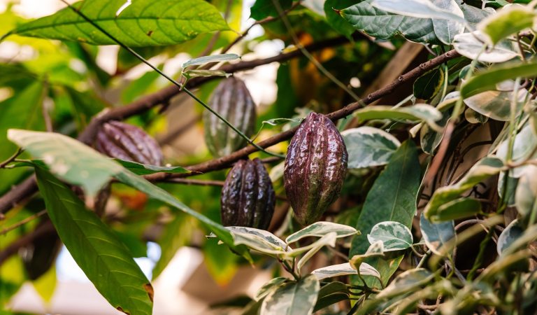 A cacao tree wtih large brown cacao pods growing.