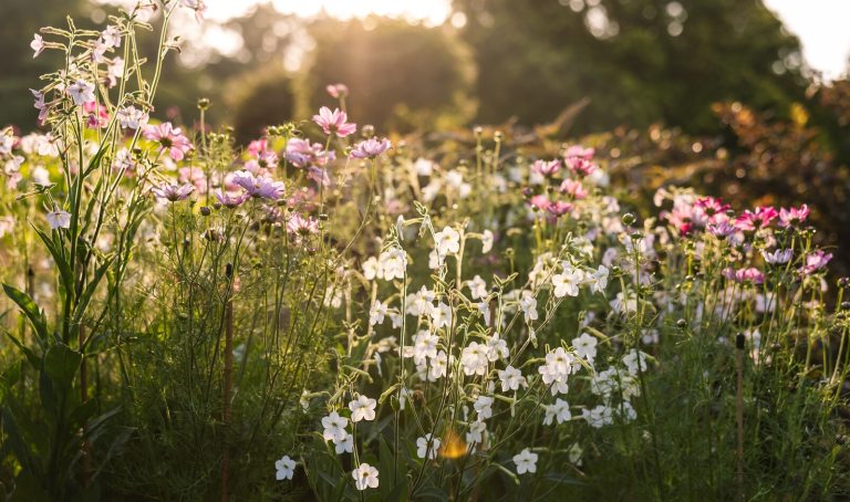 A whimsical wildflower garden featuring white and plum colored blooms.