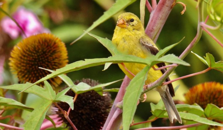A bright yellow bird resting on a small branch, surrounded by green and pink foliage.