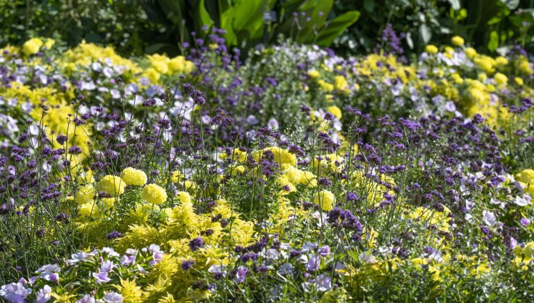 Purple and yellow late summer flowers growing wildly in a garden bed.