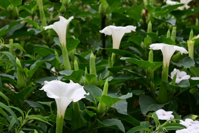 White Datural metel, Horn of Plenty, flowers amongst foliage