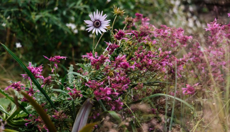 A whimsical wildflower garden featuring plum colored blooms.