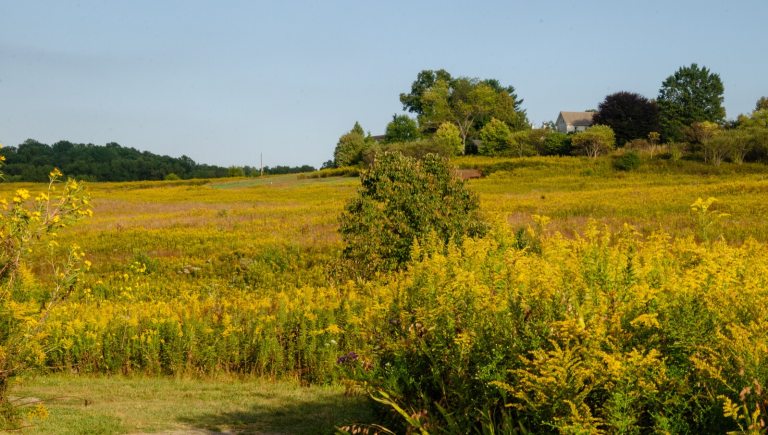 A meadow garden in fall, featuring waves of golden rod.