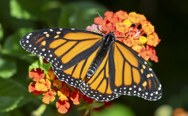 A black and orange butterfly on an orange and yellow flower, with it's wings spread wide open.