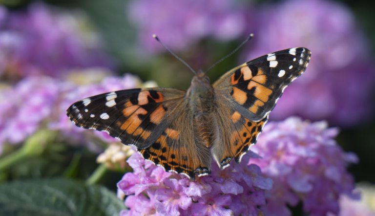 A painted lady butterfly, close up, resting on a puple lantana plant.
