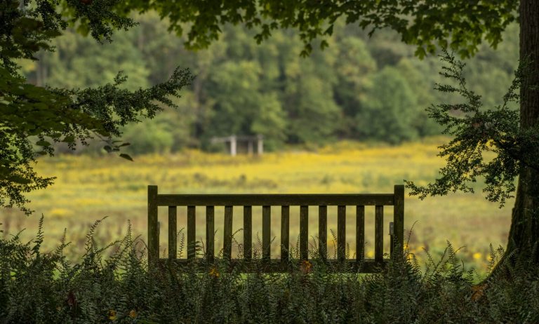 An empty garden bench overlooking a large meadow with blooming goldenrod.