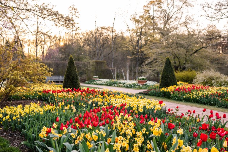 yellow and red tulips in bloom