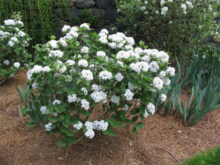 Viburnum carlesii 'Compactum' shrub with white flowers
