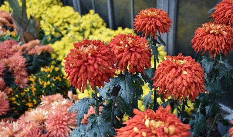 A variety of chyrsanthemums in shades of orange, yellow, and pink.