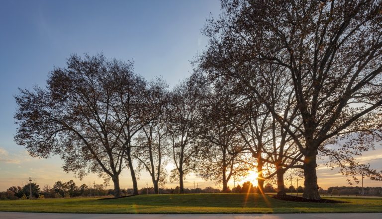 A grove of trees at dusk.