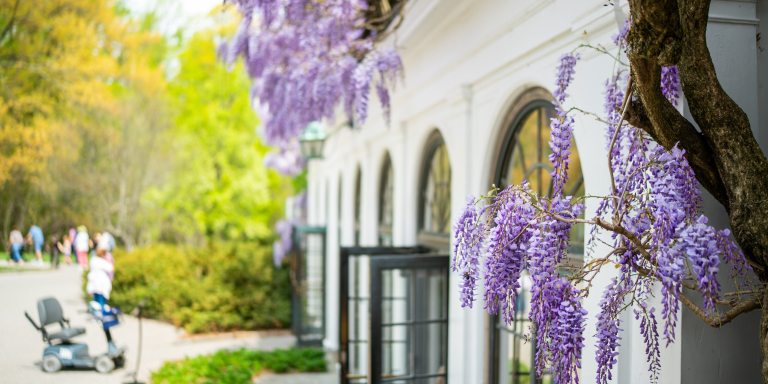 Side angle view of white building with arched windows, draped with flowering purple branches of wisteria.