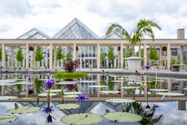 Reflective pools with purple waterlilies in the foreground, with glass greenhouses in the background under a cloudy sky.