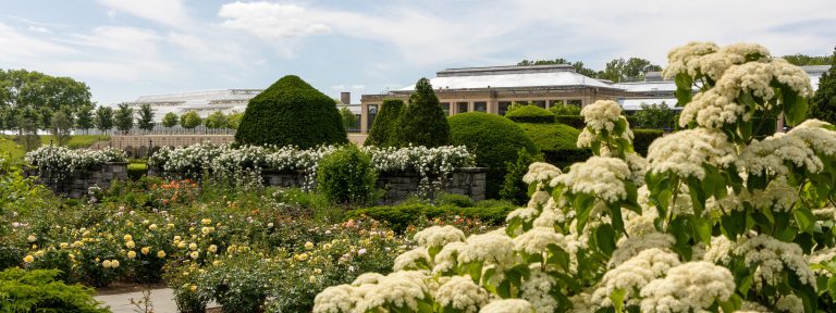 View through a rose garden to a large conservatory beyond, with topiaries in the mid distance.