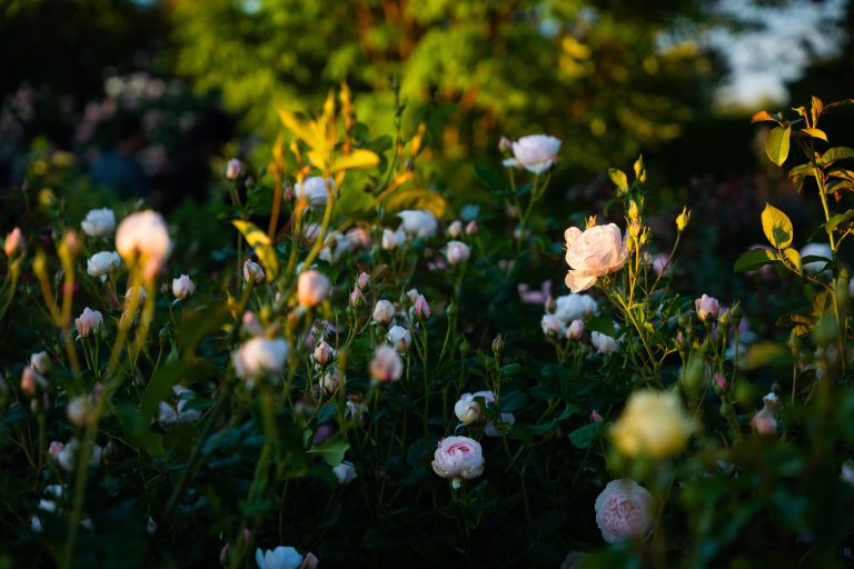 pale pink roses illuminated by the sun