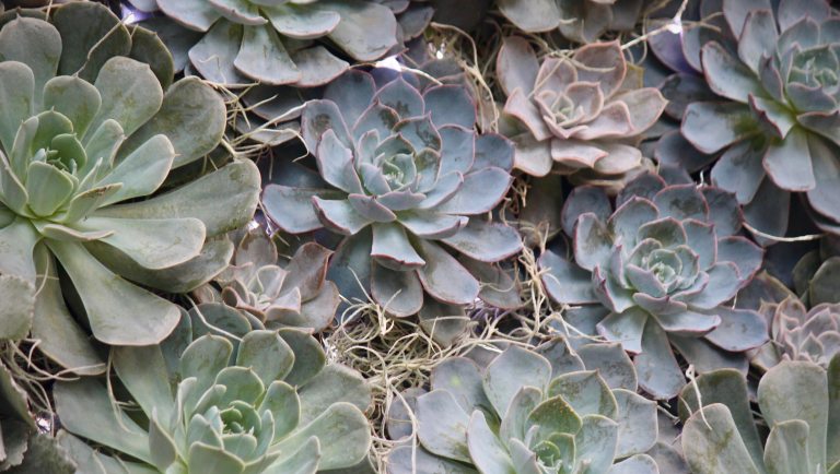 Various succulents arranged tightly together with Spanish moss