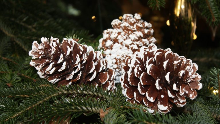 Three pinecones with decorative white frosting on an evergreen branch.