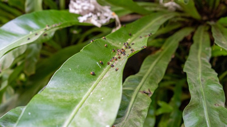 Dozens of small round bugs on a long leaf.