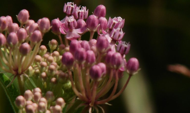 A close up of the swamp milkweed blooms featuring long pinkish petals.