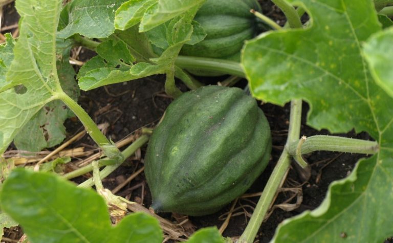 A green squash growing on a vine in a garden.