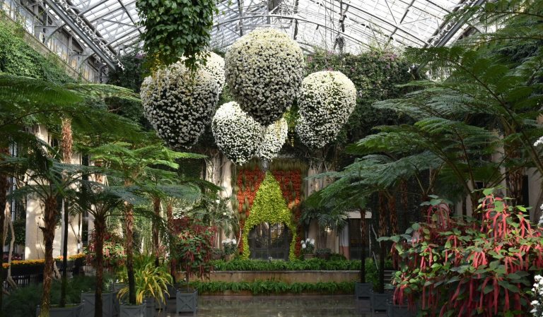 The inside of the Conservatory at Longwood Gardens with white chrysanthemum baskets hanging from the ceiling, and large ferns on the floor.
