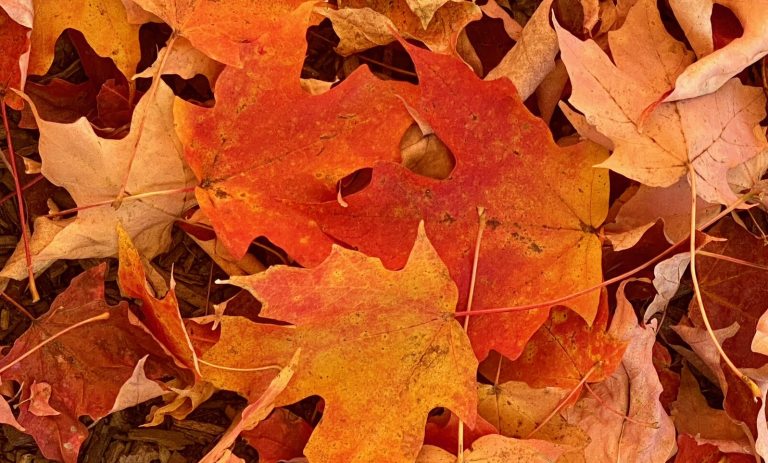 Copper colored leaves on a mulched ground.
