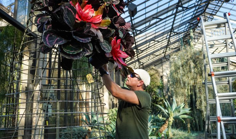 A person adding succlent type plants to a tall wire frame in the shape of a cone form.
