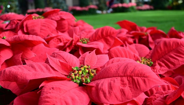 A bed of red poinsettias inside the Longwood Gardens conservatory.
