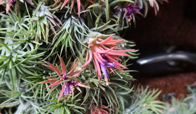 A close up of a cluster of air plants with some pink and purple fronds.