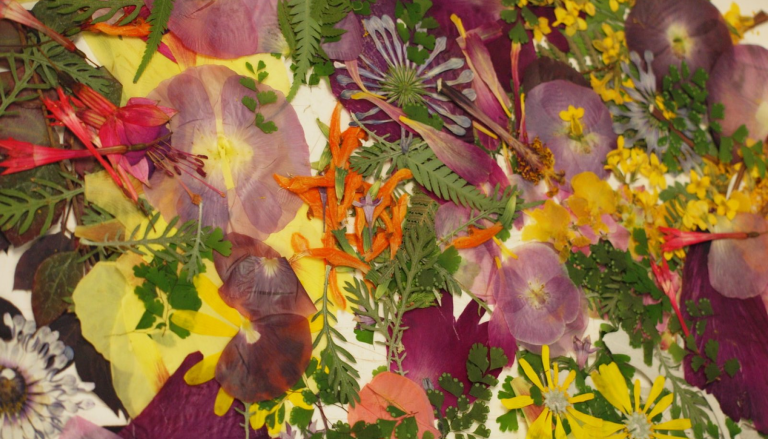 A variety of pressed flower types and colors all scattered flat on a table.