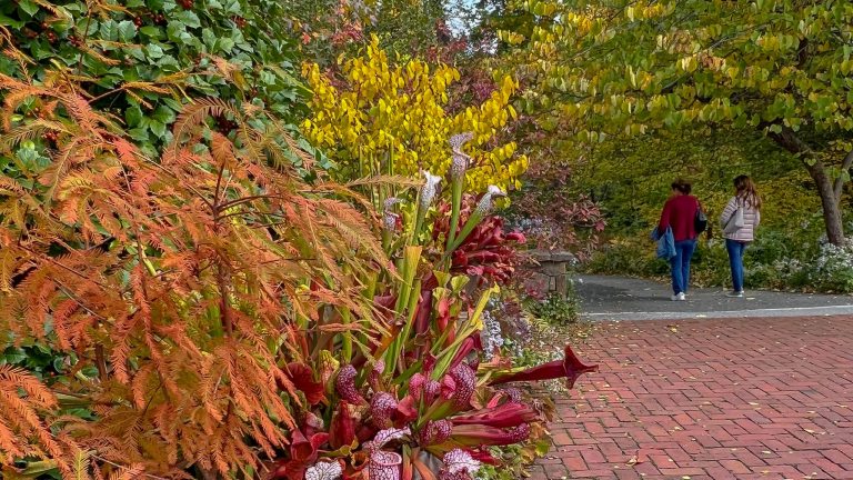 Two people stroll a garden path in autumn, amid colorful foliage and a large container of brightly colored plants beside a brick walk in the foreground.