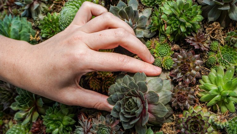 A hand placing a single succulent into a bed of succulents