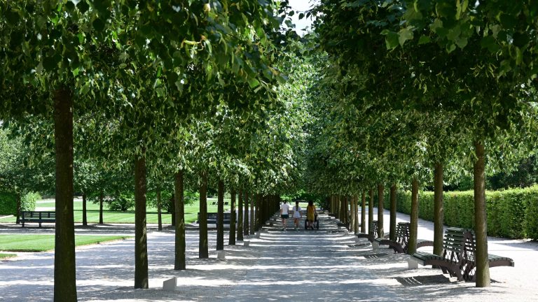 Three people walk down a shaded allee of trees.