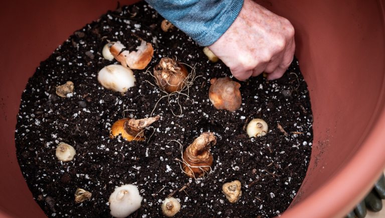 A person's hand planting flower bulbs in a terra cotta container.