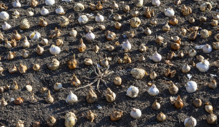 Rows of tulip bulbs arrange on top of soil.