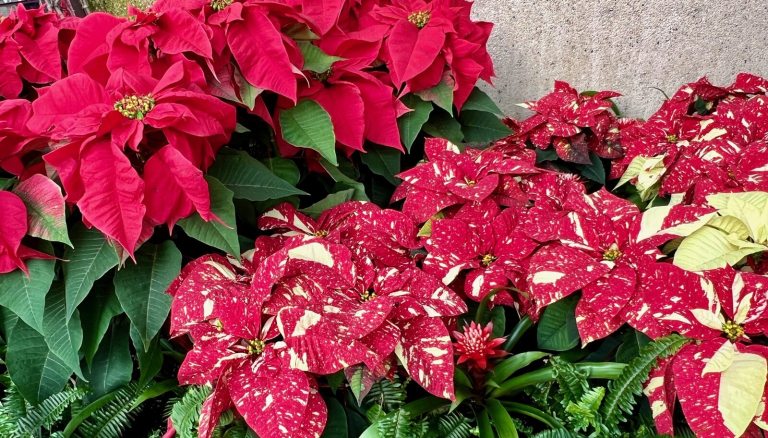 A bed of poinsettias in all red and a variety of red with white speckles.