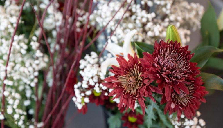 Cut dark red mums surrounded by baby breath, ready to be used in a floral design.