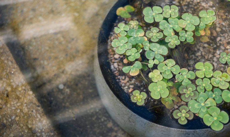 A close up of a ceramic gray planter surrounded by water, with small aquatic plants growing inside. 