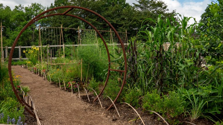 One large hoop structure and a series of smaller arches border a dirt path in a vegetable and flower garden.