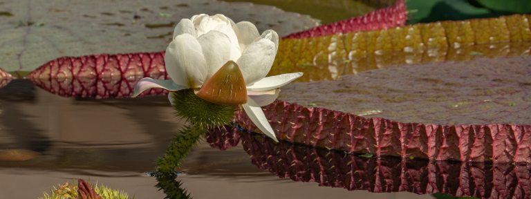 Closeup of a large white waterlily in bloom.
