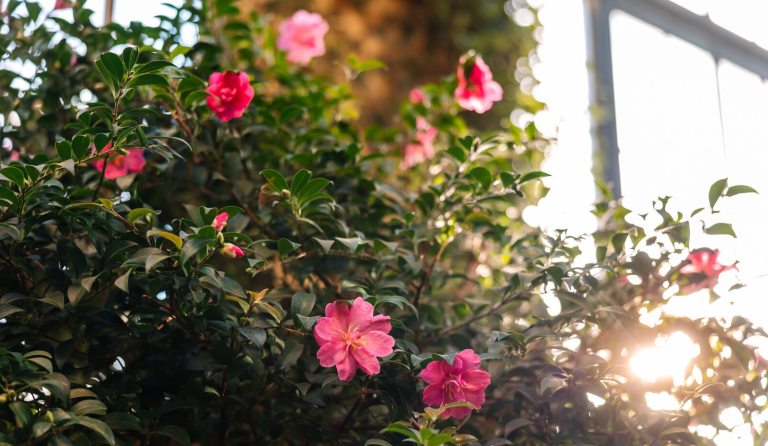 A Camellia plant, with pink blooms, against a golden sun rays streaming in the far window.