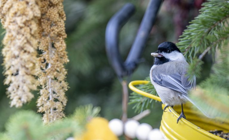 A gray and black bird resting on a yellow bird feeder. 