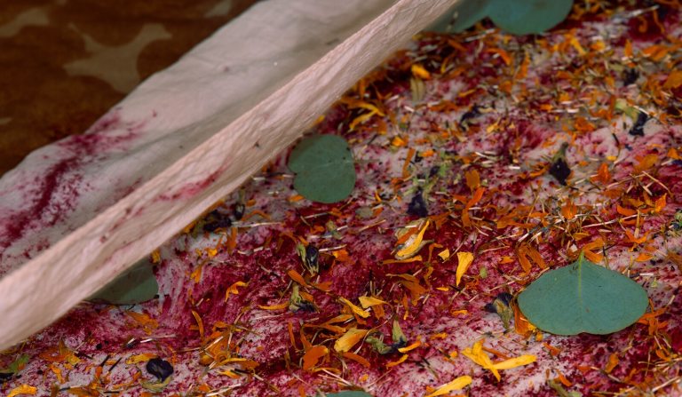 Petals and pieces of plants laid on a table, with a piece of fabric to dye,