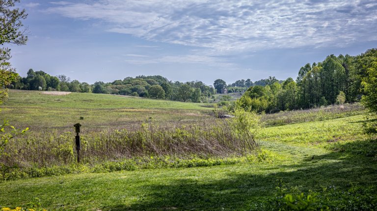 A meadow garden in early summer, featuring tall grasses, mowed pathways, and a bright blue sky.