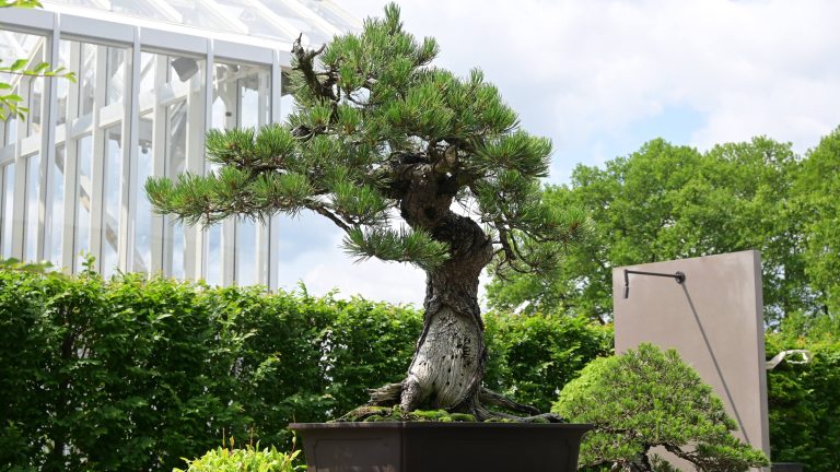 A large bonsai pine tree stands in the foreground against the corner of a large glasshouse in the left background.