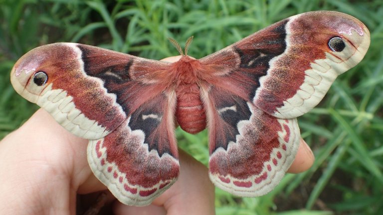 Closeup of large reddish brown moth with white wing margins and black eyespots, perched on a bent finger.